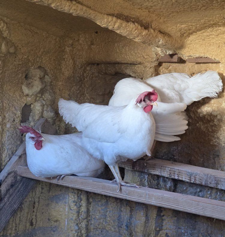 4 Young laying hens (great layers)