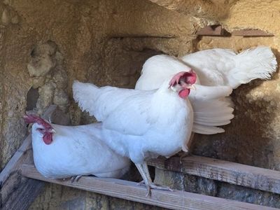 4 Young laying hens (great layers)