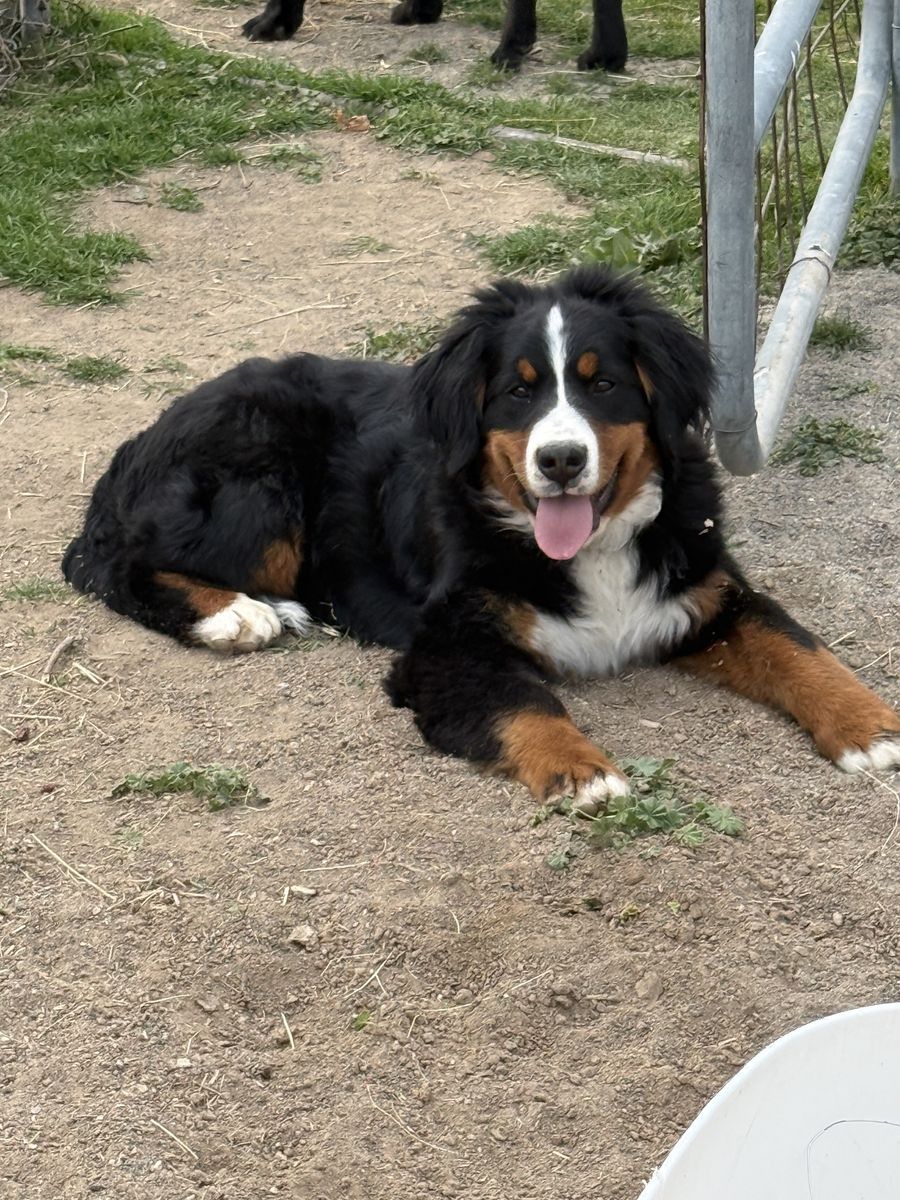 8 month old Bernese Mountain dog