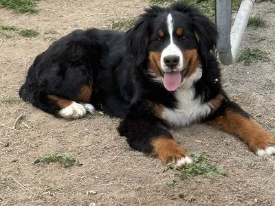 8 month old Bernese Mountain dog