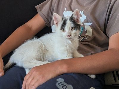 baby kittens 3 left super friendly