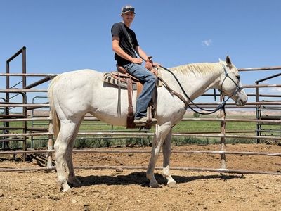 22 year old AQHA mare