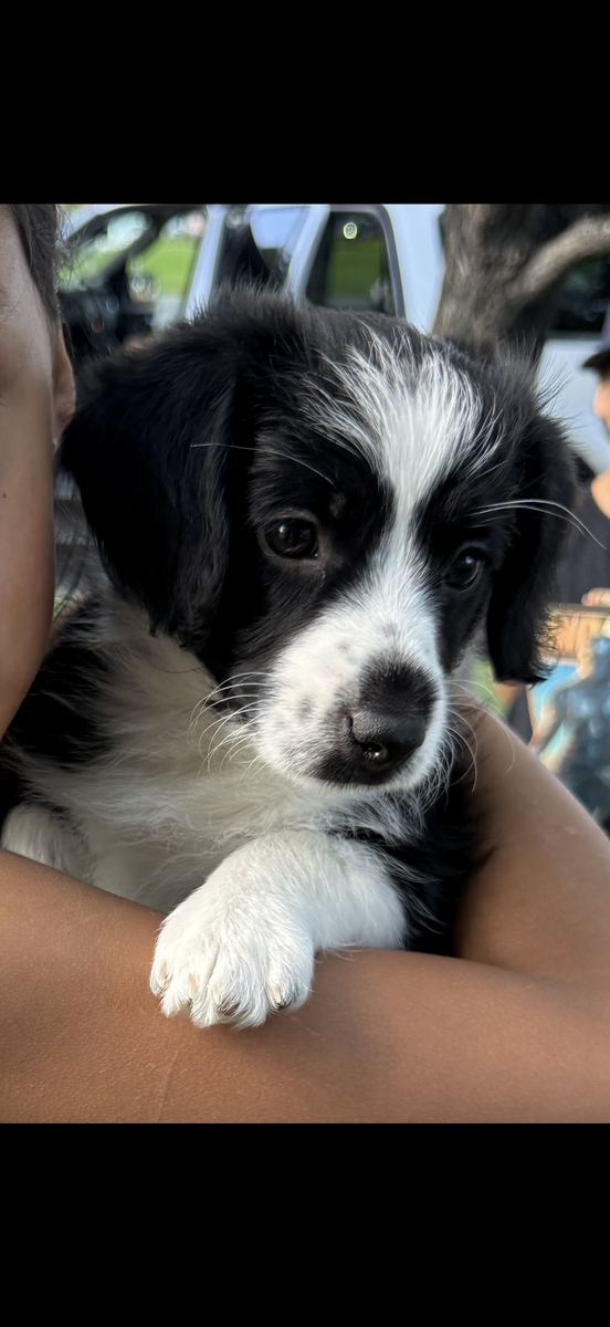 Corgi-Doodle Puppies