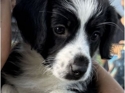 Corgi-Doodle Puppies