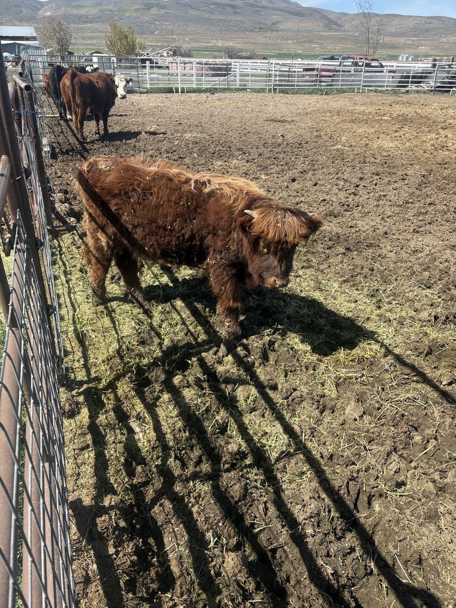 Highland Heifer Calf
