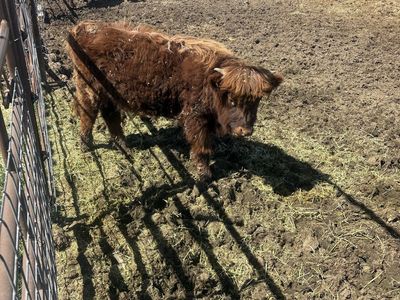 Highland Heifer Calf