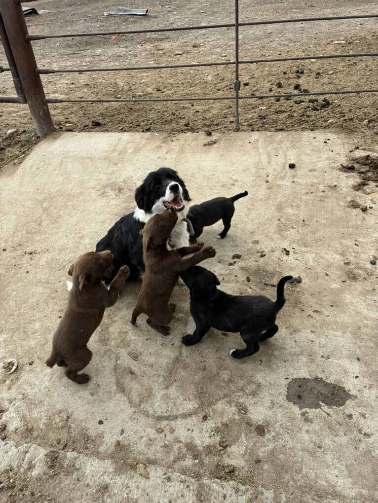 7 Kelpie Collie Cross Stock Dogs