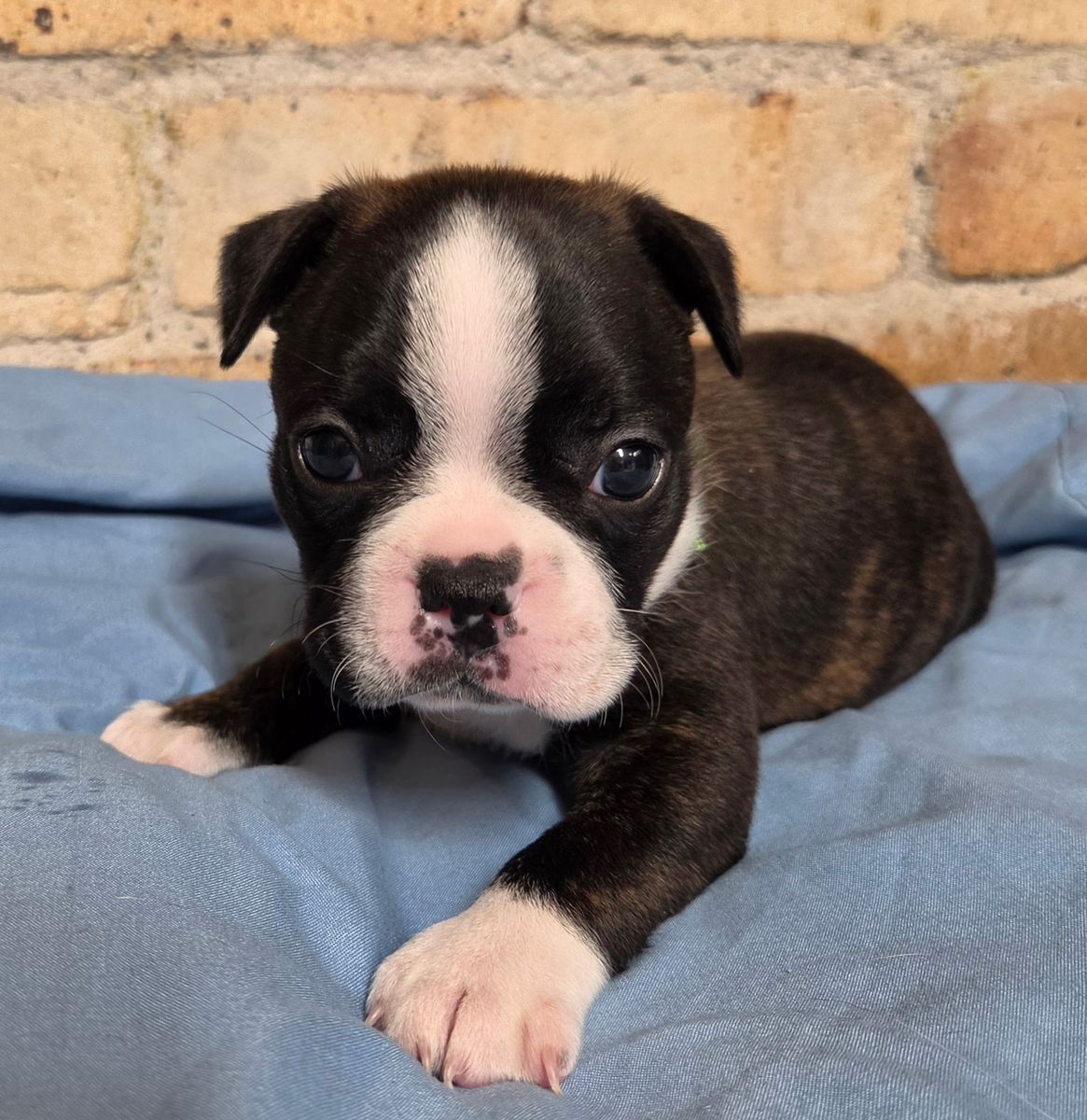 AKC Boston Terrier Puppies