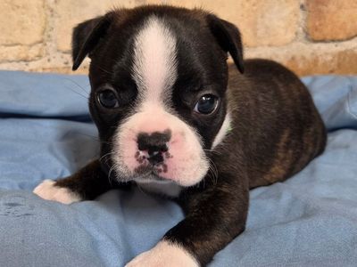 AKC Boston Terrier Puppies
