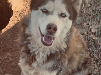 Red/Brown Siberian Husky Female