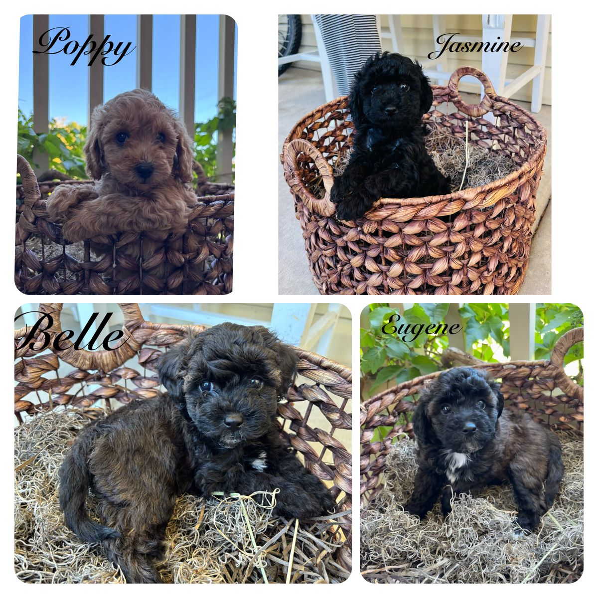 F1B Toy Cockapoos