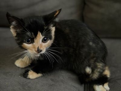 Kittens