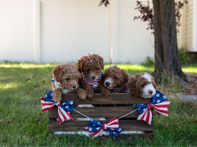 Adorable F1bb Mini Goldendoodle Puppies