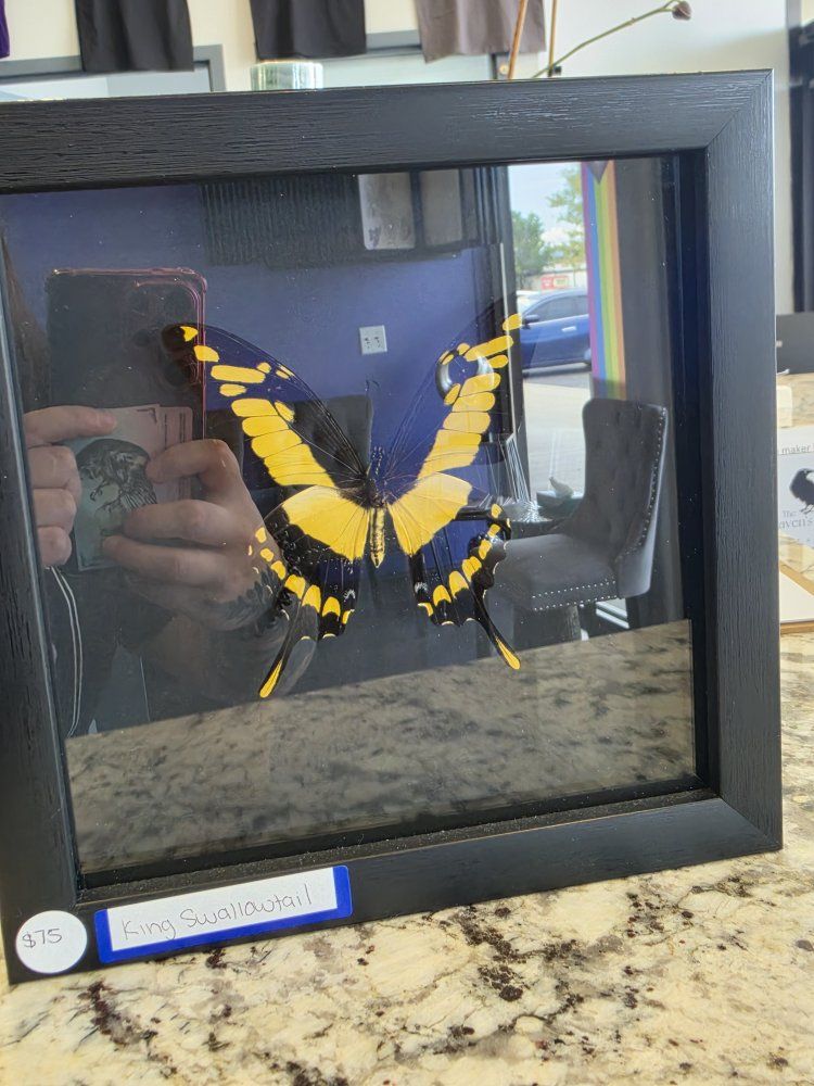 Framed King Swallowtail Butterfly