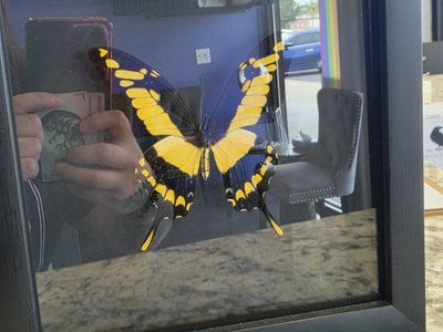 Framed King Swallowtail Butterfly