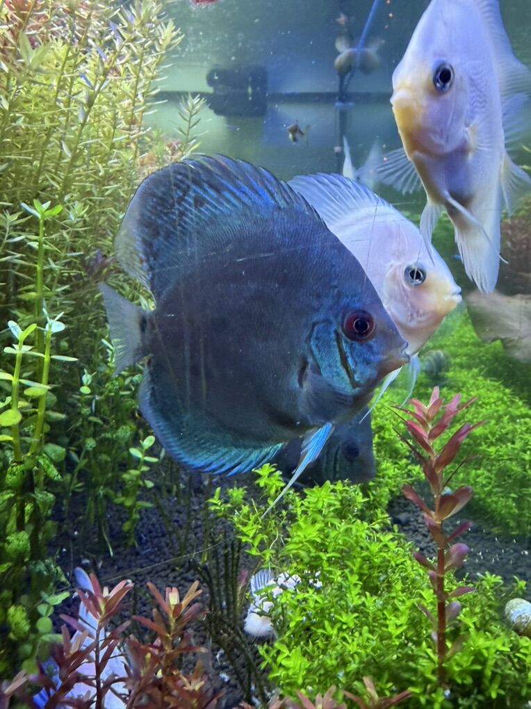 Blue Diamond Discus