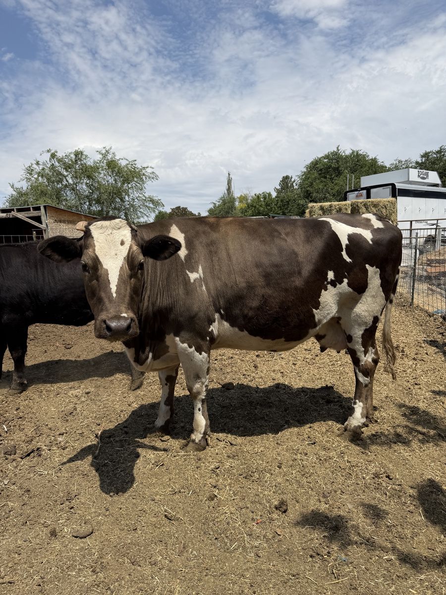 Family Milk Cow