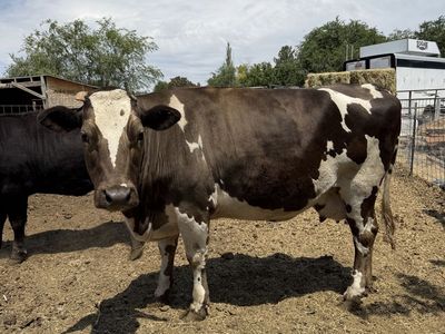 Family Milk Cow