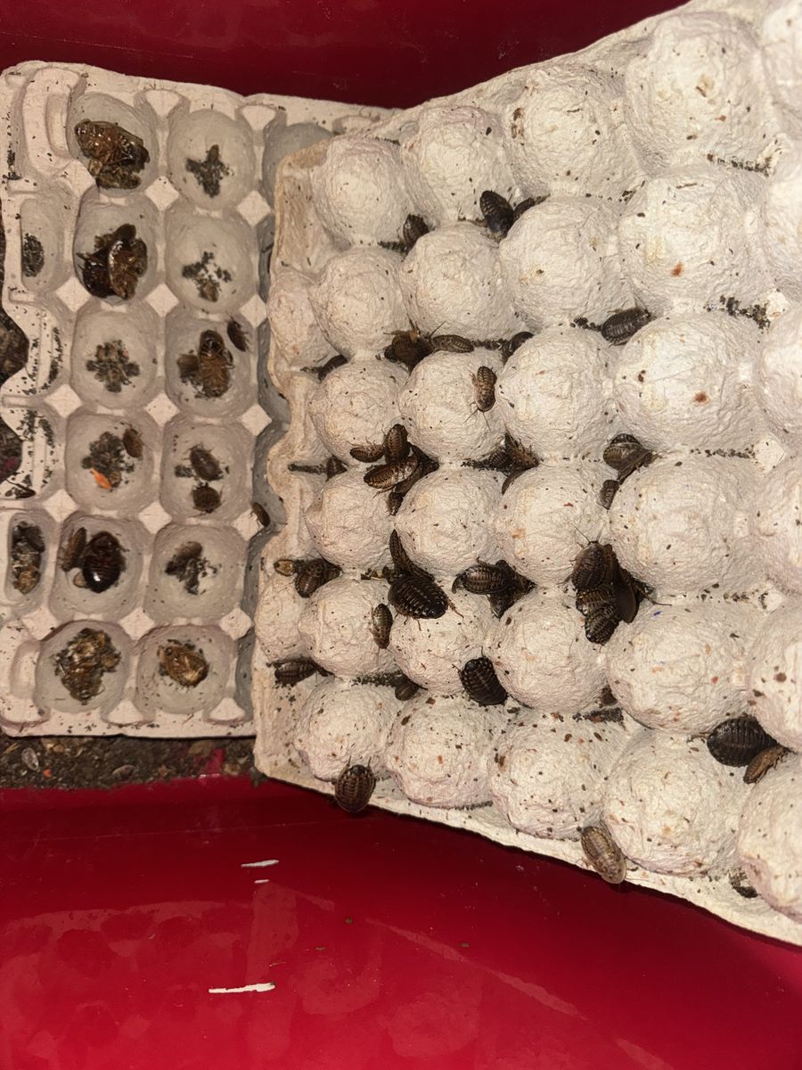 Dubia Cockroaches And Supplies