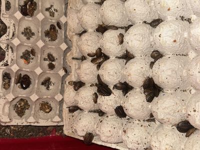 Dubia Cockroaches And Supplies