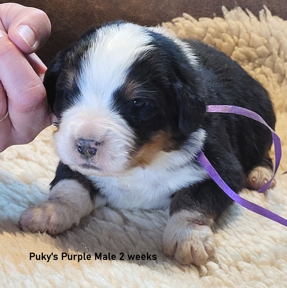 Bernese Mountain Dog Puppies, AKC, European Import Lines