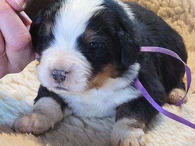 Bernese Mountain Dog Puppies, AKC, European Import Lines