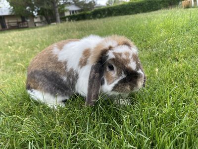 Two free Holland Lops