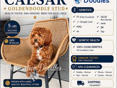 Unicorn Toy Goldendoodle Stud 5lb -/- FF, Ssp 10/10