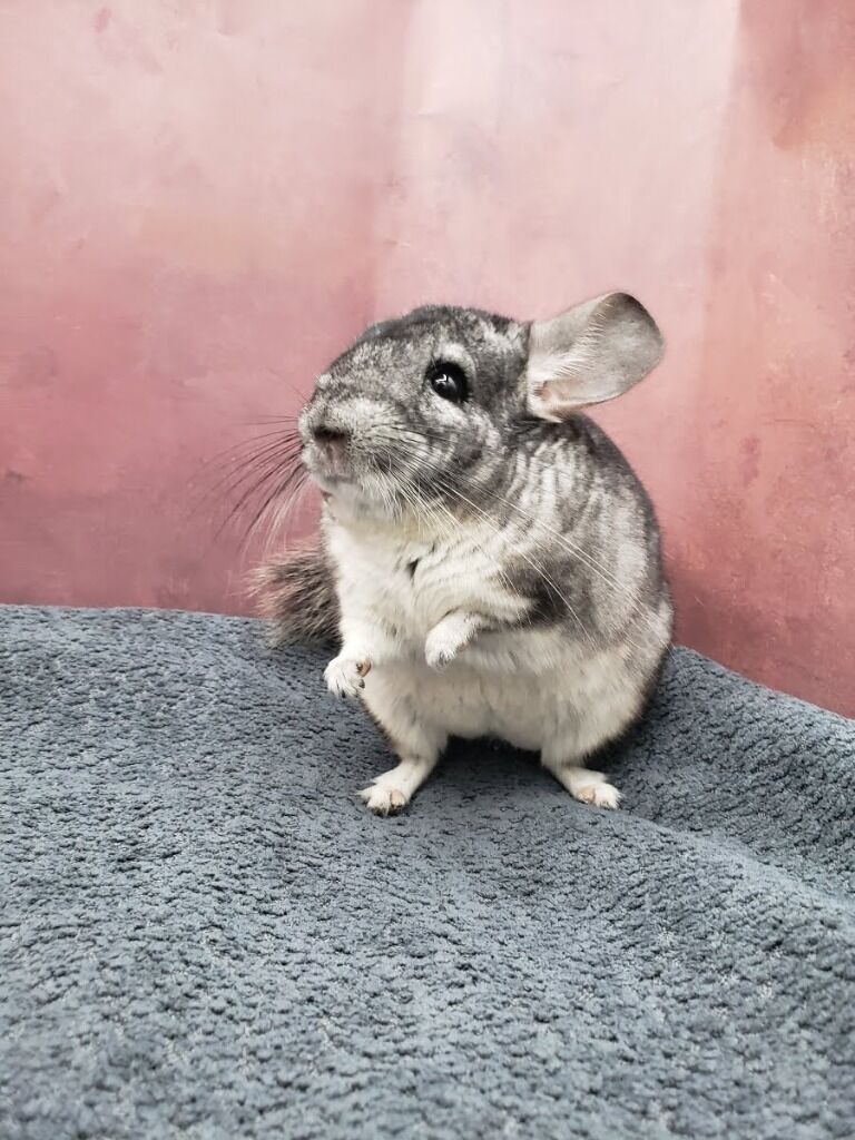 Chinchilla
