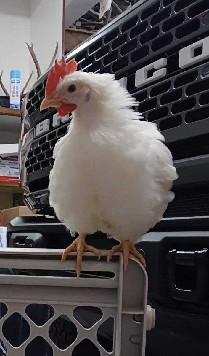 FREE White Leghorn Rooster
