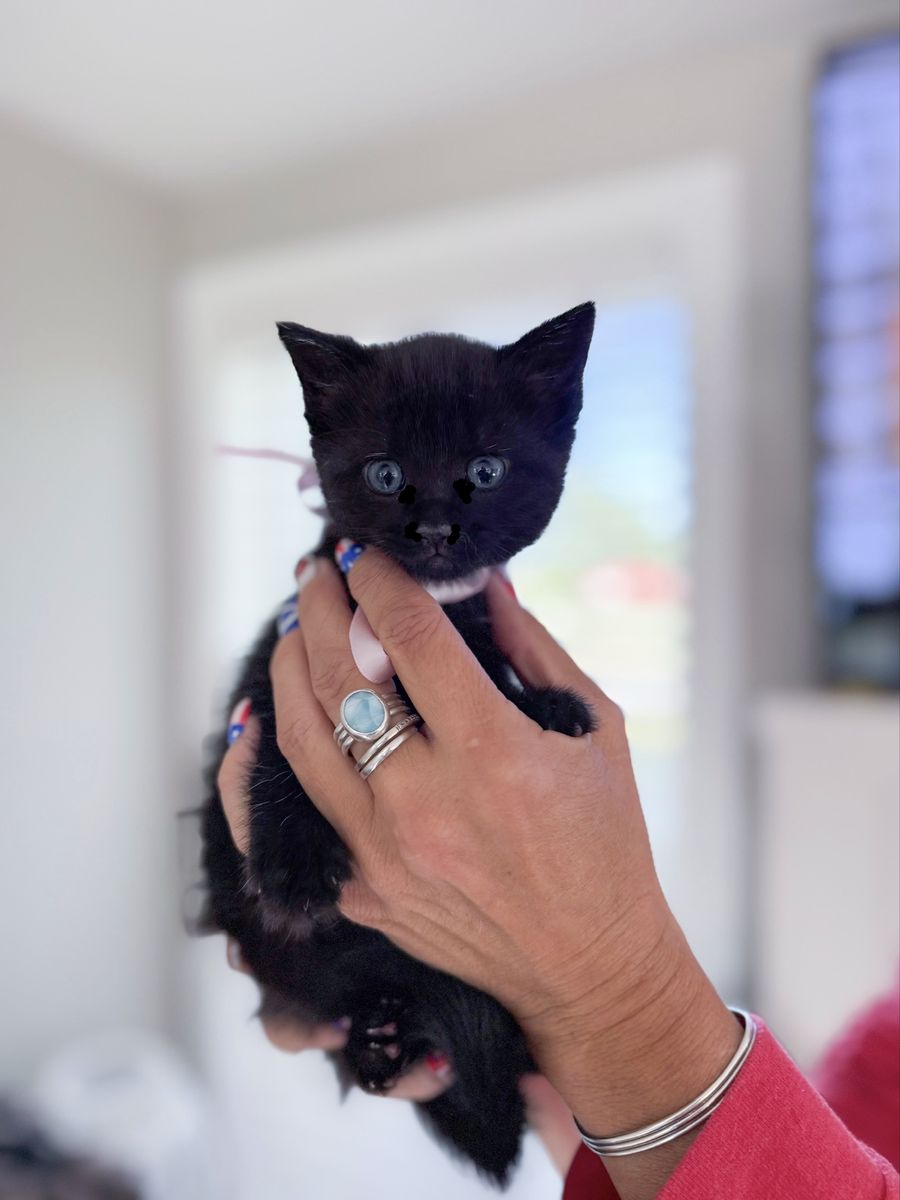 1/2 ragdoll female kitten