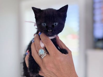 1/2 ragdoll female kitten