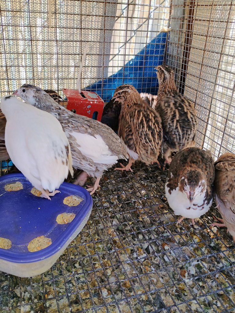 Female Coturnix Quail 10 weeks old