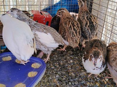 Female Coturnix Quail 10 weeks old