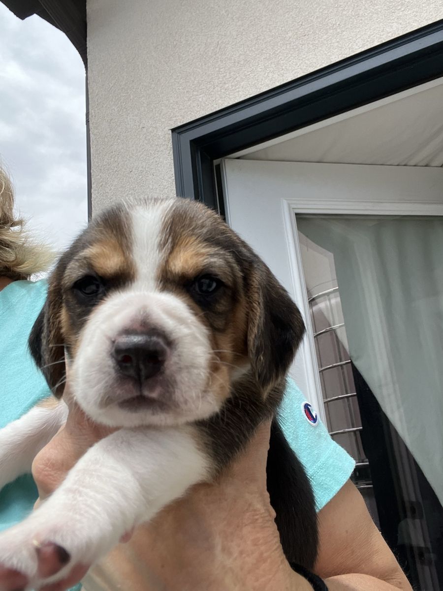 Beagle puppies for sale! Three weeks old