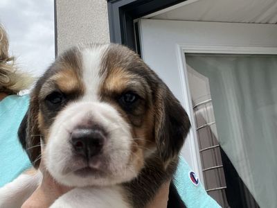 Beagle puppies for sale! Three weeks old