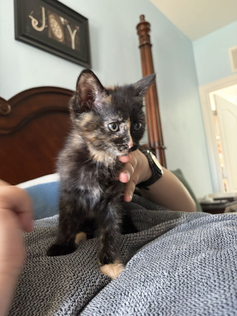 Kittens