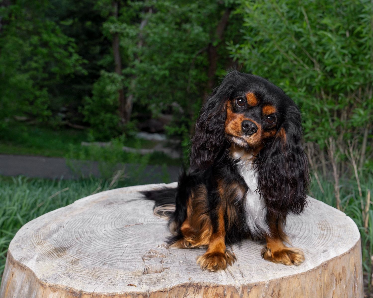Phantom Abstract, Tricolor Cavalier, Carries for Brown, Duke