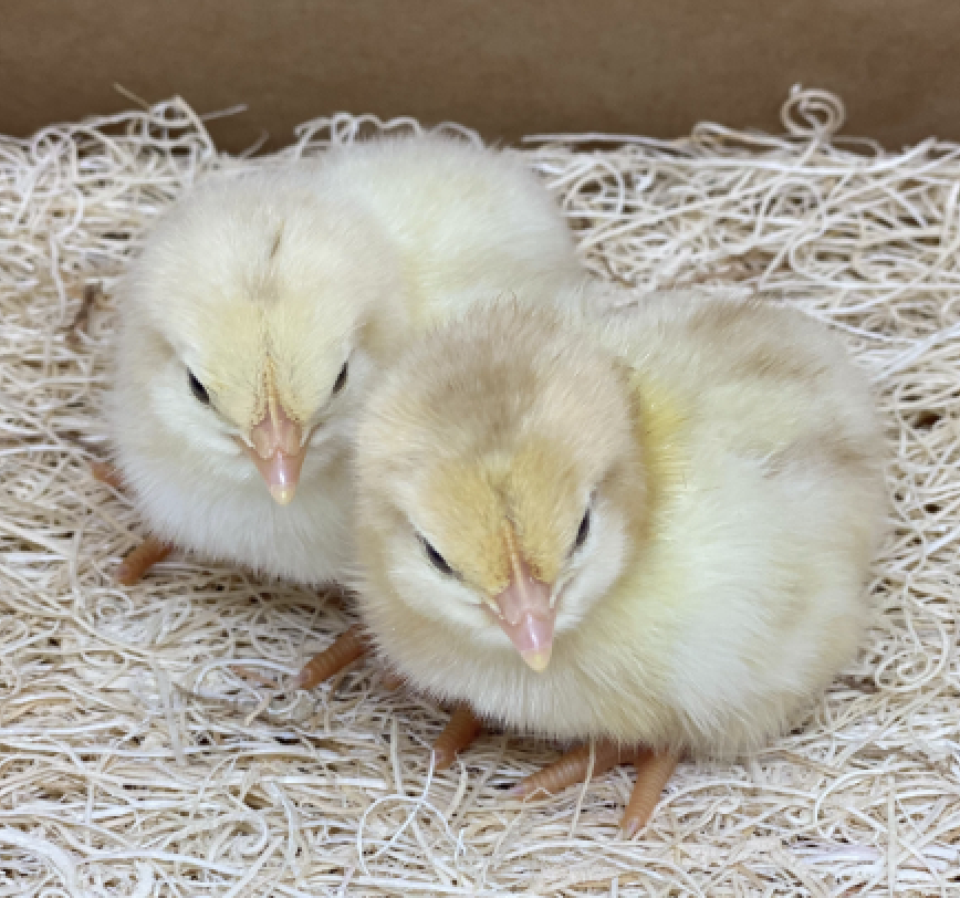 High Egg-Producing Chicks Available!