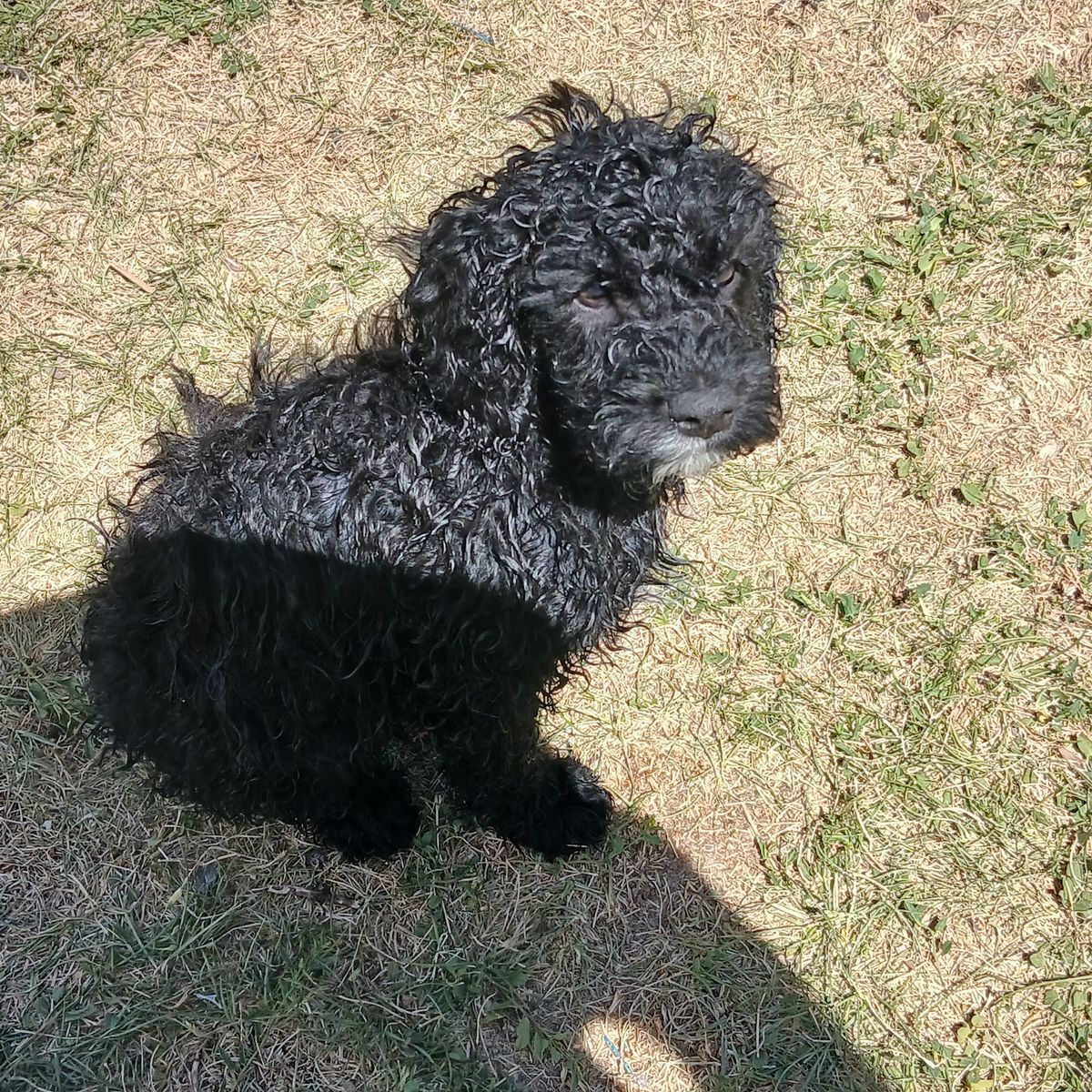 Cavapoo Girl