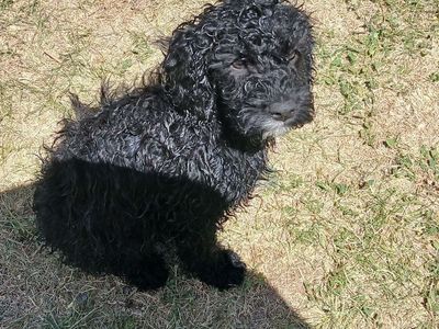 Cavapoo Girl