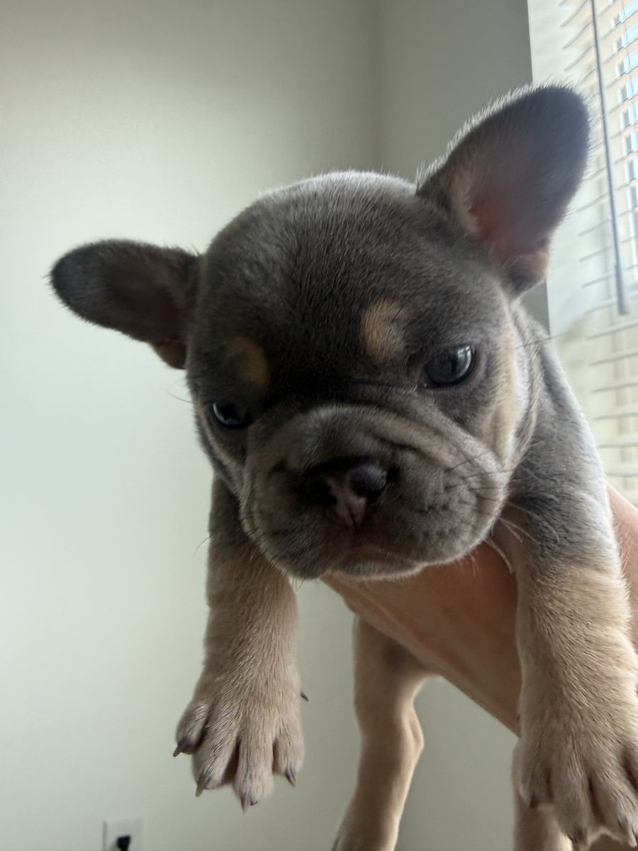 French Bulldog Puppies