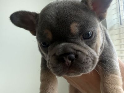French Bulldog Puppies