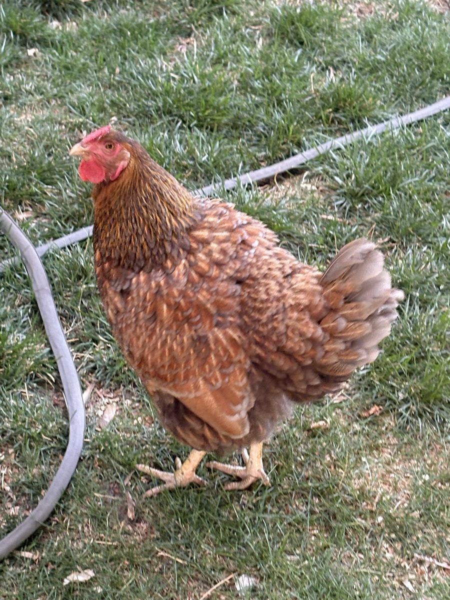 6 chickens