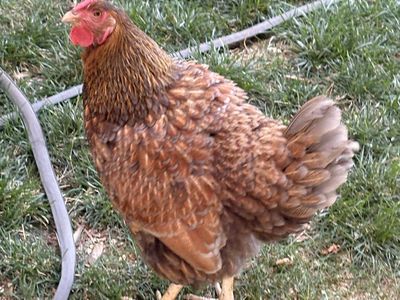 6 chickens