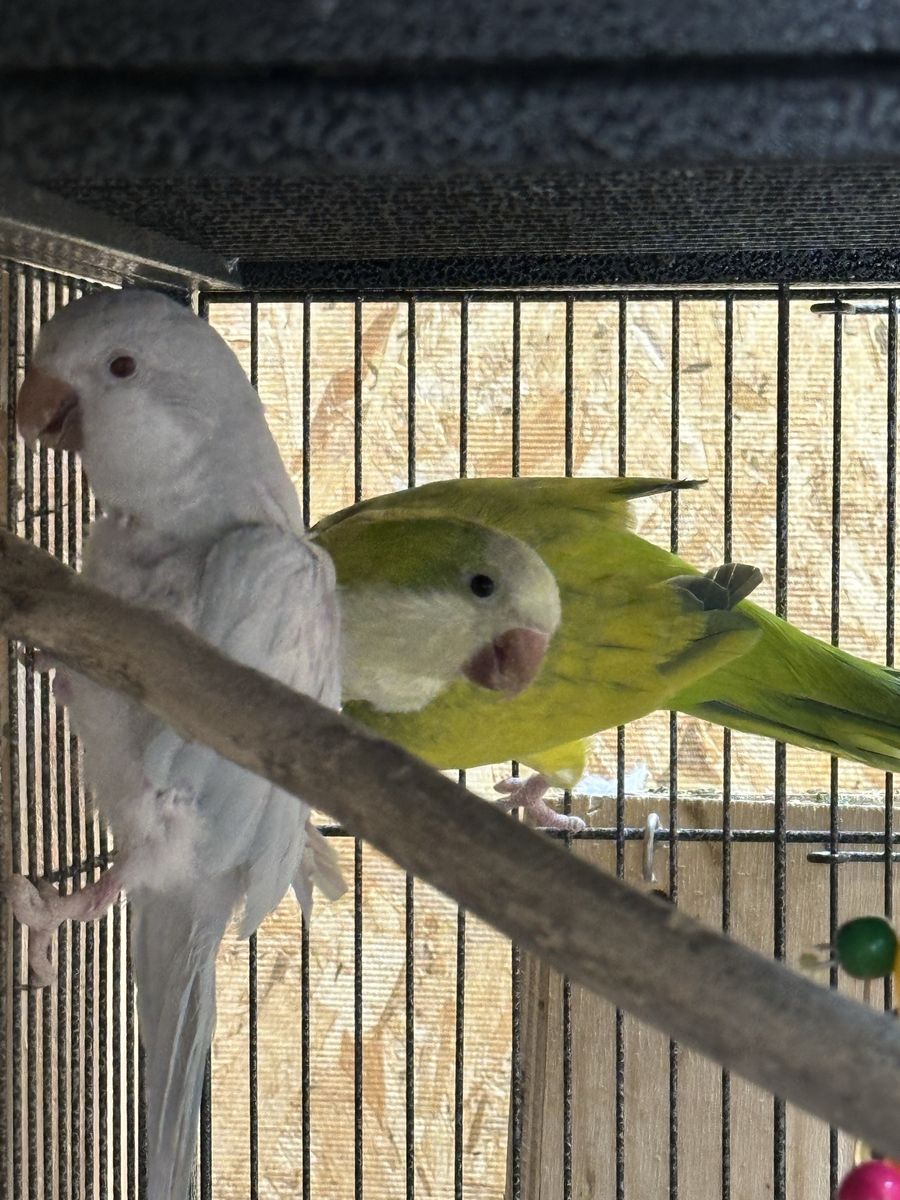 Quaker pairs