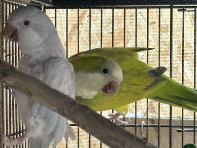 Quaker pairs
