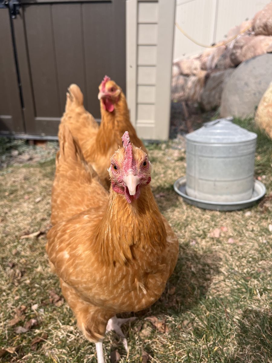 Chickens For sale