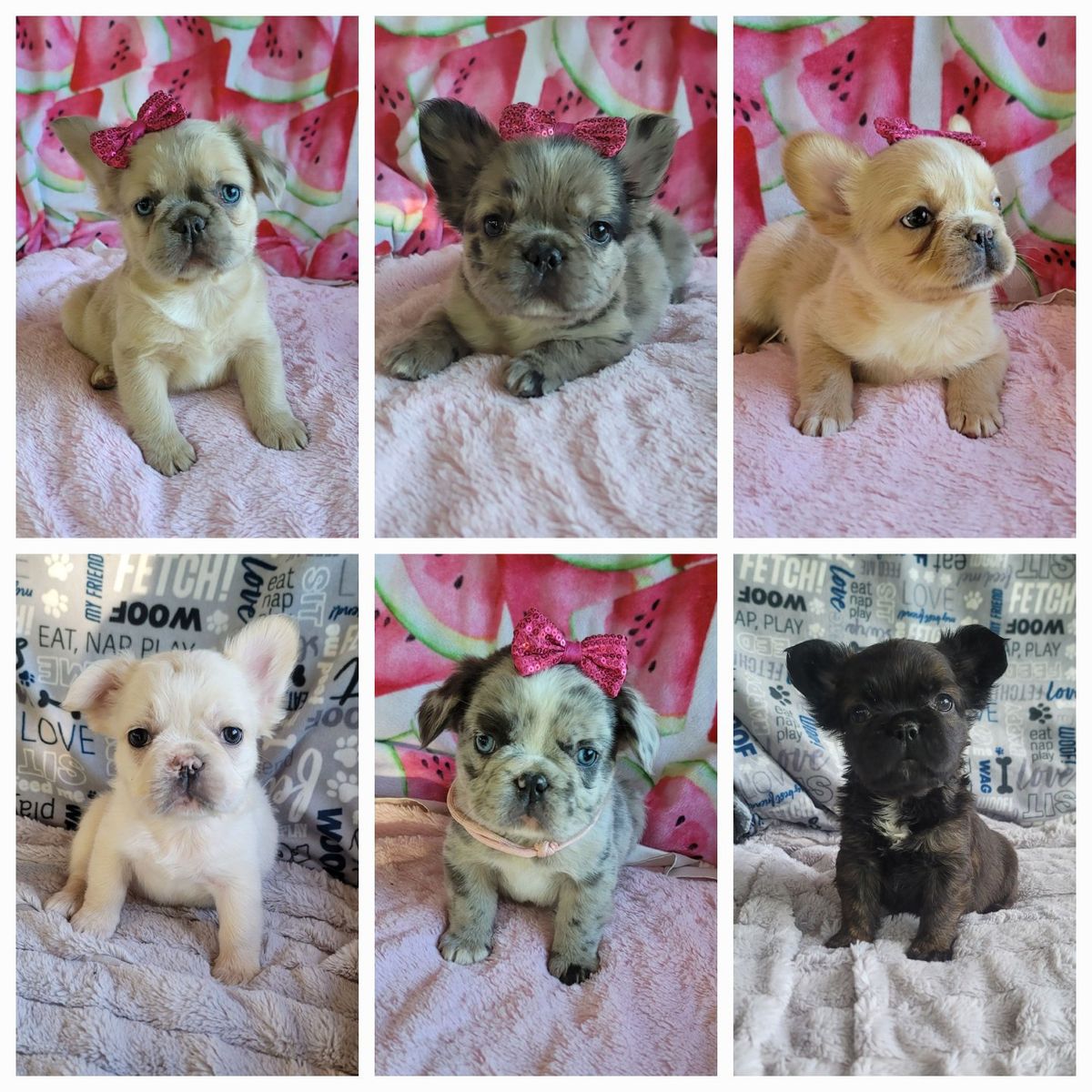 Beautiful Litter of AKC French Bulldogs / Frenchies