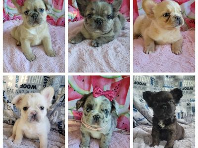 Beautiful Litter of AKC French Bulldogs / Frenchies